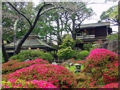 japan teagarden 1