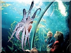 Im Aquarium by the Bay in San Francisco, Kalifornien