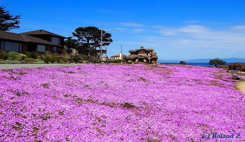 Monterey - Mesembryanthemum Blumenteppich