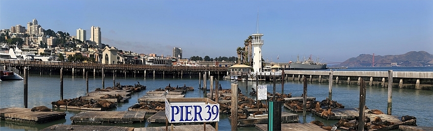 Seelöwen am Pier 39 San Francisco, Kalifornien