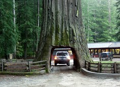 236 drive thru tree in leggett