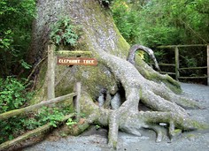 236 trees of mistery 2
