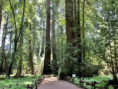 henry cowell redwoods 5 240