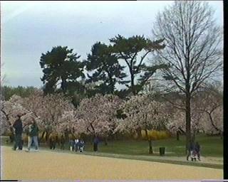 Japanische Kirschbäume in Washington DC